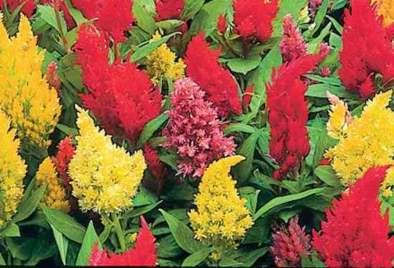 Growing Annuals for a Cutting Garden Image